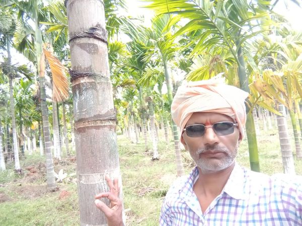 Farmer Built Arecanut Plantation Under NREGA 