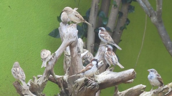 ಗುಬ್ಬಚ್ಚಿಗಳ ಇತಿಹಾಸ