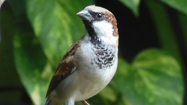 ಈ ಮನೆಯಲ್ಲಿ ಗುಬ್ಬಚ್ಚಿಗಳ ಸಂರಕ್ಷಣೆ