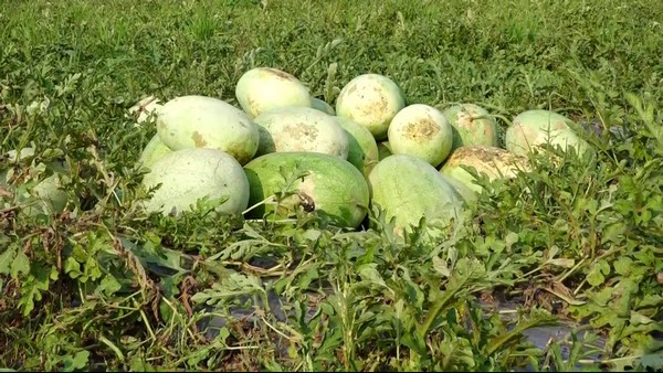 Udupi Farmer Who Grew Watermelon In Coastal Soil; Huge Demand For A New Trial