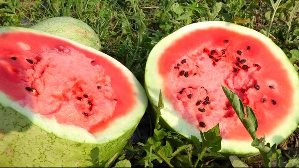Udupi Farmer Who Grew Watermelon In Coastal Soil; Huge Demand For A New Trial