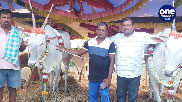  ಕಳೆಗಟ್ಟಿದ ಮಾಗಡಿ ದನಗಳ ಜಾತ್ರೆ
