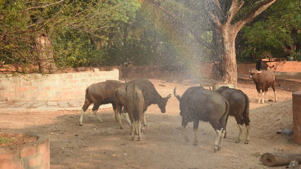 Mysuru Zoo Animals Getting Water Facilities To Beat Summer Heat