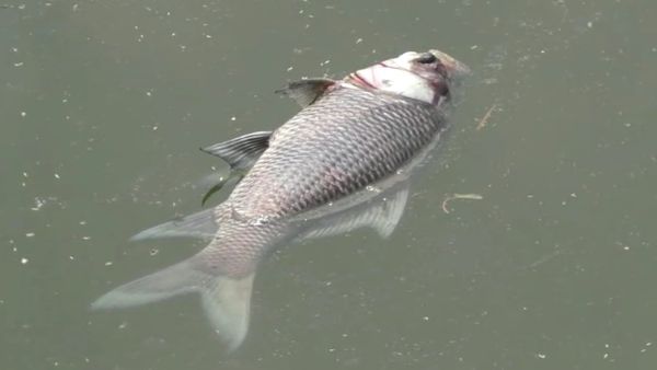 Ramanagara: Fatal For Waste To Fish Farming, Thousands of Fishes Are Died For Toxic Waste