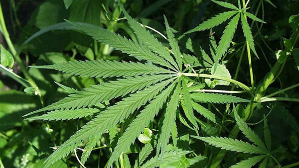  ನೇಪಾಳಕ್ಕೆ ಒಳ್ಳೆಯ ಆದಾಯ ಮೂಲ: 