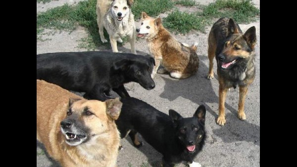 Child deaths due to street dog herd attack