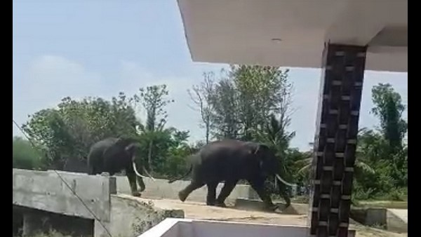  ರೈತರ ಬೆಳೆ ಮೇಲೆ ಕಣ್ಣಿಟ್ಟ ಕಾಡಾನೆಗಳು