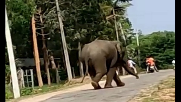  ರೈತರ ಜಮೀನಿನಲ್ಲಿ ಹಾಯಾಗಿದ್ದ ಕಾಡಾನೆಗಳು