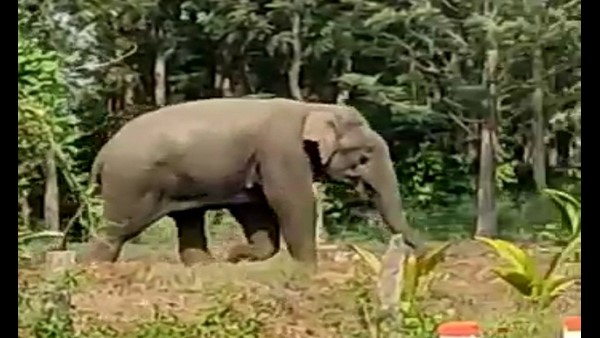  ದನಗಾಹಿ ಮಹಿಳೆಗೆ ಒದ್ದ ಕಾಡಾನೆ