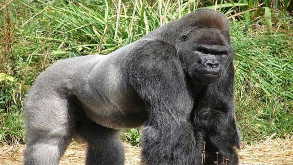 Gorilla addicted to smartphone