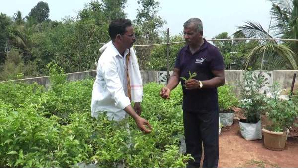 ಟಾರಸಿ ಕೃಷಿಯೇ ಉತ್ತಮವಾಗಿದೆ