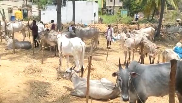  ರಾಸು ಮಾಲೀಕರ ಪ್ರತಿಕ್ರಿಯೆ