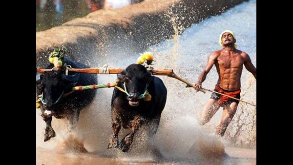 Nishant Shetty creates new record in Kambala racing, completed 100 m race in Just 8.36 seconds Nishant Shetty creates new record in Kambala racing, completed 100 m race in Just 8.36 seconds