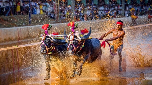 Nishant Shetty creates new record in Kambala racing, completed 100 m race in Just 8.36 seconds Nishant Shetty creates new record in Kambala racing, completed 100 m race in Just 8.36 seconds