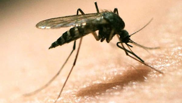 ಕಳೆದ ವರ್ಷ 6.27 ಲಕ್ಷ ಜನರು ಮಲೇರಿಯಾಗೆ ಬಲಿ 