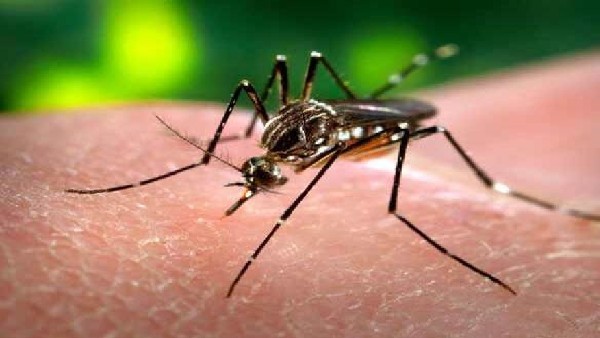 2030ರ ವೇಳೆಗೆ ಮಲೇರಿಯಾ ಮುಕ್ತವಾಗಲಿದೆ ಭಾರತ 
