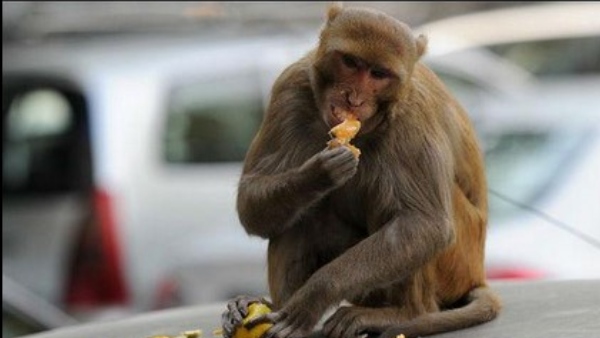 Monkeys Swim In Water Tank To Beat The Summer Heat; Video Goes Viral