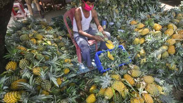 ಹೆಚ್ಚು ತೇವಾಂಶ ಹೊಂದಿದ ಅನಾನಸ್ 