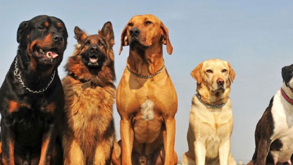 Police Dept of Karnataka Has a 245-Strong Canine Force, Earlier It Has Just 6