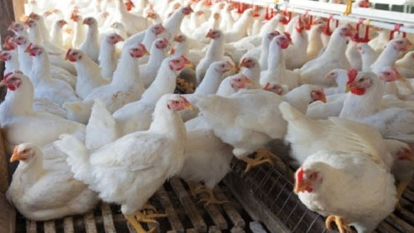 Low Consumption, High Poultry Death Soar Chicken Prices in Bengaluru 
