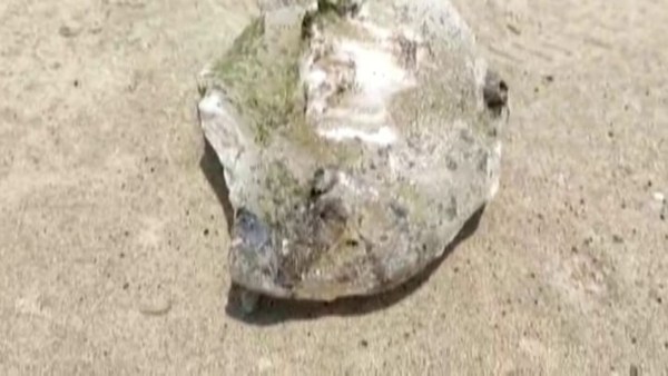 Shivamogga: Three Arrested For Smuggling Whale Vomit in Sagara