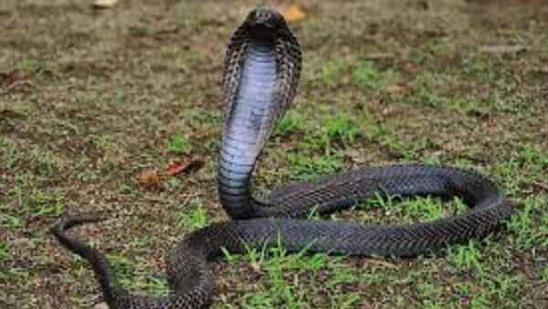 Uttar Pradesh: Revenge of the black serpent:snake bites 7 times in 7 months