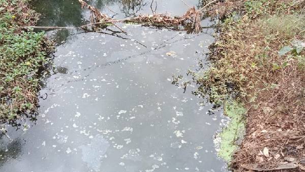  ಮಲೇರಿಯಾ ಹರಡುವ ಅನಾಫಿಲೀಸ್