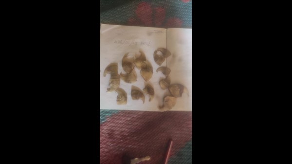 Nagarahole Forest officials arrested 3 poachers who killing tigers and found 2 Tiger skeletons 