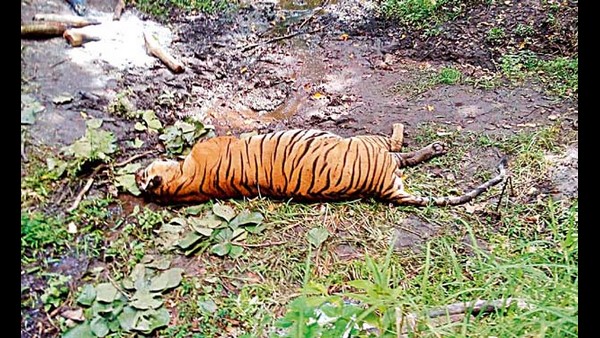Nagarahole Forest officials arrested 3 poachers who killing tigers and found 2 Tiger skeletons 