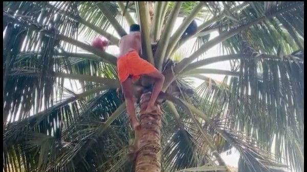 Udupi: Pranavananda Swamiji Climbed Pam Tree to Collect Neera; Urges Govt to Give Justice to Community Udupi: Pranavananda Swamiji Climbed Pam Tree to Collect Neera; Urges Govt to Give Justice to Community