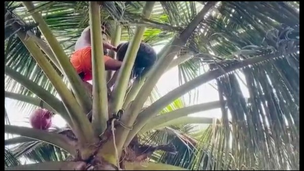 Udupi: Pranavananda Swamiji Climbed Pam Tree to Collect Neera; Urges Govt to Give Justice to Community Udupi: Pranavananda Swamiji Climbed Pam Tree to Collect Neera; Urges Govt to Give Justice to Community