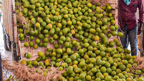 ಬೆಂಗಳೂರಿನಲ್ಲಿ ಹೇಗಿದೆ ನಿಂಬೆ ಹಣ್ಣಿನ ಬೆಲೆ? 