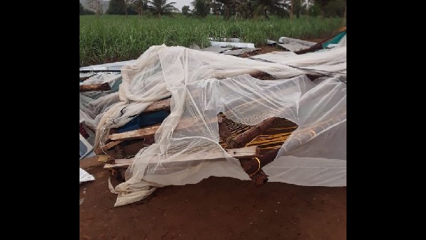 ರೈತರಿಗೆ ಬೆಳೆ ನಷ್ಟ 