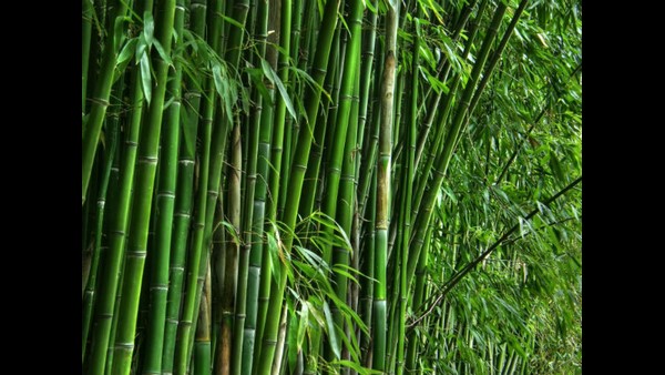 Exemption given to Agarbatti industry after the instructions from Union Minister Shobha Karandlaje Exemption given to Agarbatti industry after the instructions from Union Minister Shobha Karandlaje