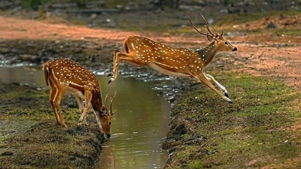 ನಿಸರ್ಗಪ್ರೇಮಿಗಳ ಸೆಳೆದ ಹಸಿರು