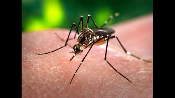 Dengue Cases Increse in Bengaluru - BBMP Takes Precaution Measures