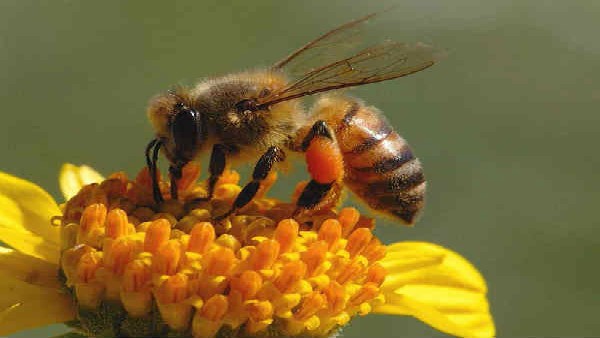  ವಿಶ್ವ ಜೇನು ಹುಳುಗಳ ದಿನ ಆಚರಣೆ: