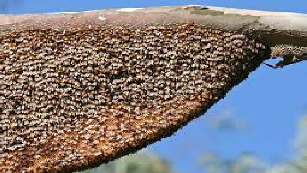  ವಿಶ್ವ ಜೇನು ಹುಳುಗಳ ದಿನ 2022ರ ಥೀಮ್‌: