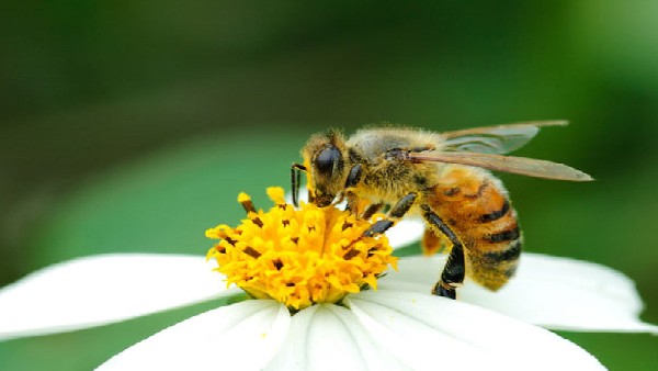  ವಿಶ್ವ ಜೇನು ನೊಣಗಳ ದಿನದ ಇತಿಹಾಸ: