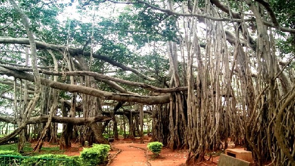 Wind uproots portion of 400-yr-old Big Banyan Tree