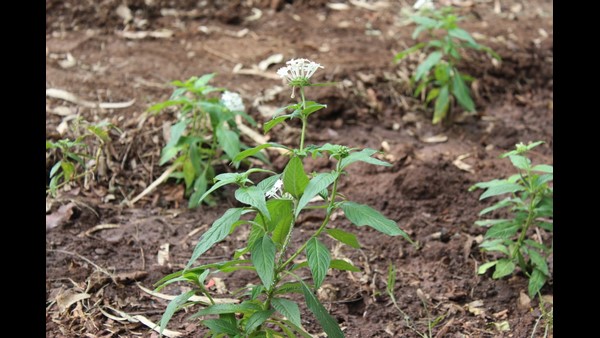 ಚಿಟ್ಟೆಗಳನ್ನು ಸೆಳೆಯುವ ಹೂವಿನ ಗಿಡಗಳು 