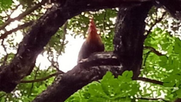 Hydrama During Animal Sacrifice At Mandya Temple 