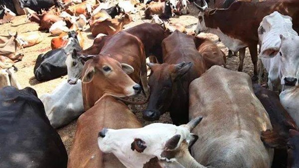 MP: Two tribals were beaten to death on suspicion of cow slaughter