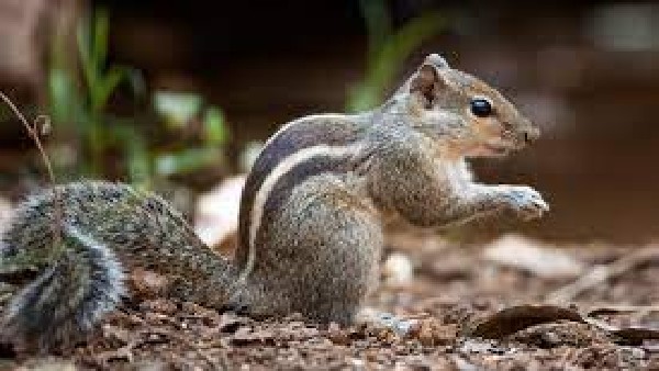Column: Squirrel accompanied by Sumalatha