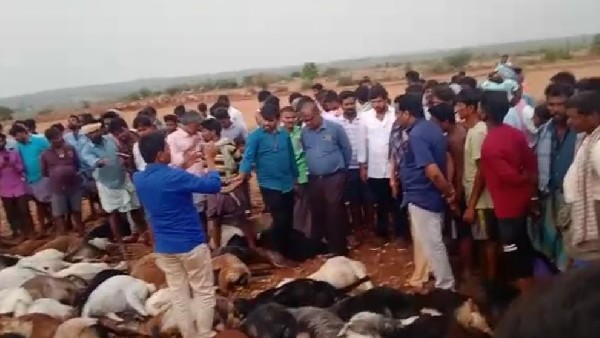154 Animals Killed By Lightning At Molakalmuru