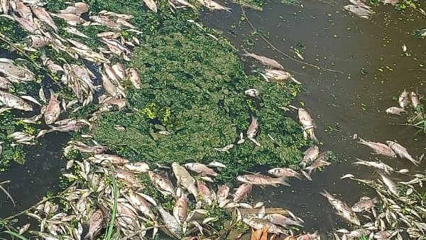 Thousands of fish deaths in Raichur: Anxiety 