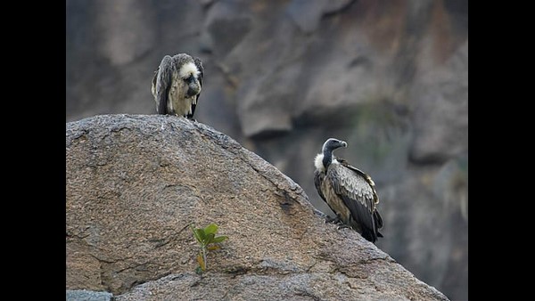 ಏನಿದು ಯೋಜನೆ? 