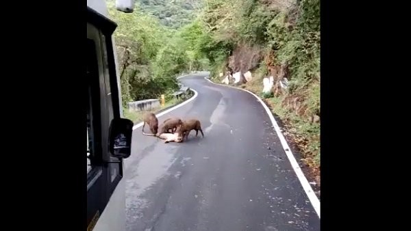 Wild boar ate the leopard on the middle road: Shocking Video Viral
