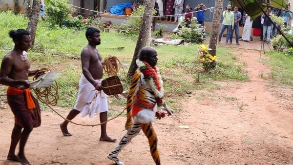 The Tiger Is Terribly Touched! The Glory Of Kaup Pili Kola