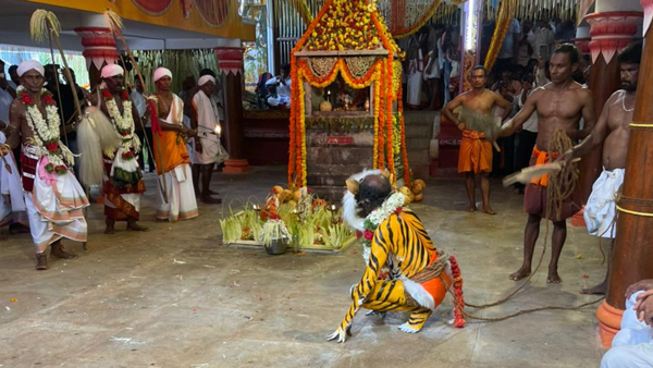 The Tiger Is Terribly Touched! The Glory Of Kaup Pili Kola